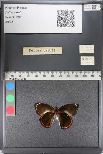 Media type: image;   Entomology 128307